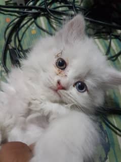 Odd Eyes triple coat white Persian Kittens for sale