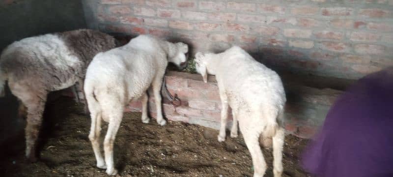 Active and healty Meal for qurbani 6