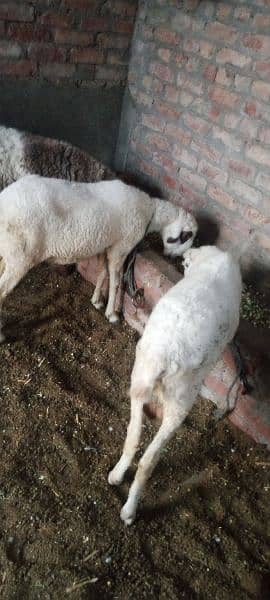 Active and healty Meal for qurbani 8