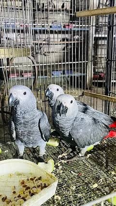 macaw parrot chicks cockatoo parrot grey parrot 03086272747