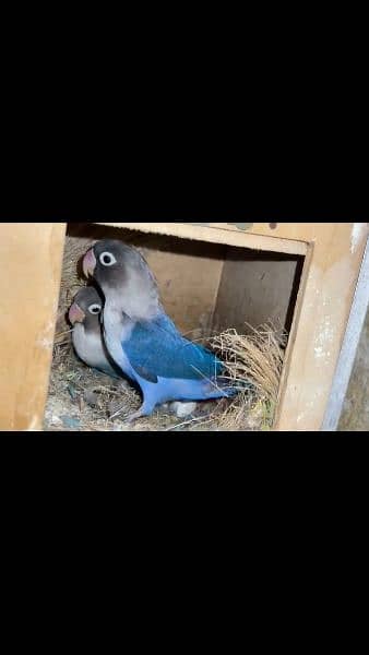 Blue Fishery and Common lateeno Love birds Breeder pair 0