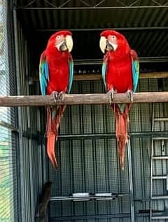 macaw parrot chicks 03086272747 cockatoo parrot grey parrot