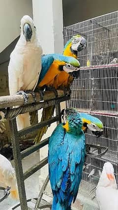 macaw parrot chicks 03086272747 cockatoo parrot grey parrot