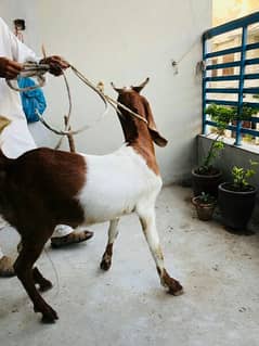 Qurbani Goat 2024 / 75000 per bakra online