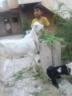 Goat bakra gulabi 03368760198