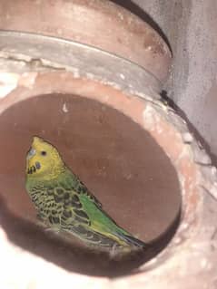 Australian parrot healthy and active king size all birds