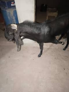 Black Beetal Goat