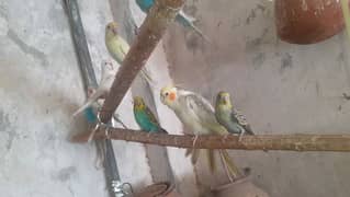Australian parrot healthy and active king size all birds fellow spangl 0