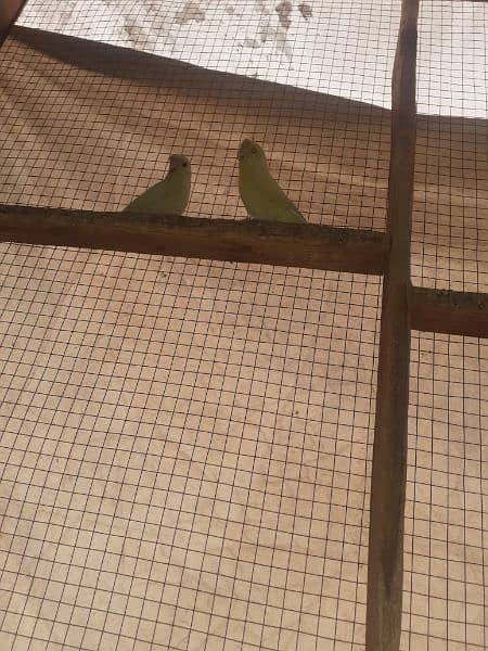 Australian parrot healthy and active king size all birds fellow spangl 3
