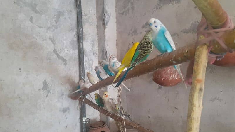 Australian parrot healthy and active king size all birds fellow spangl 6
