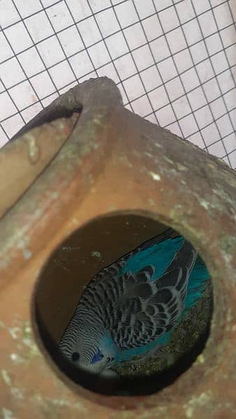 Australian parrot healthy and active king size all birds fellow spangl 8