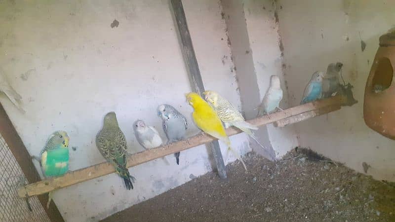 Australian parrot healthy and active king size all birds fellow spangl 9