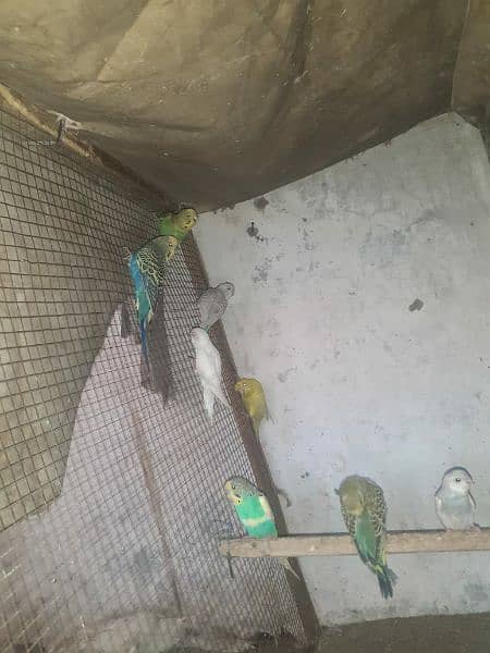 Australian parrot healthy and active king size all birds fellow spangl 11