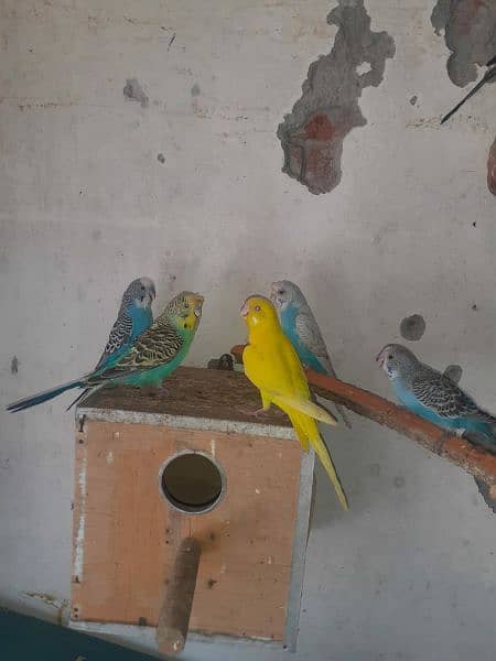 Australian parrot healthy and active king size all birds fellow spangl 12