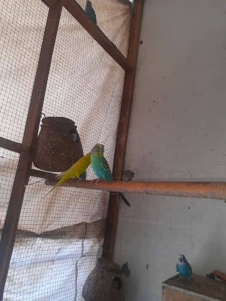 Australian parrot healthy and active king size all birds fellow spangl 13