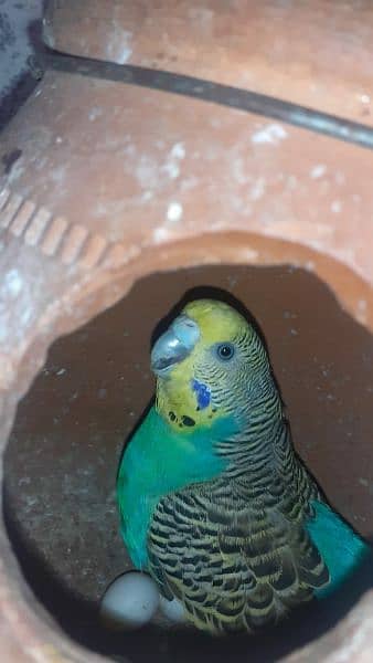 Australian parrot healthy and active king size all birds fellow spangl 15
