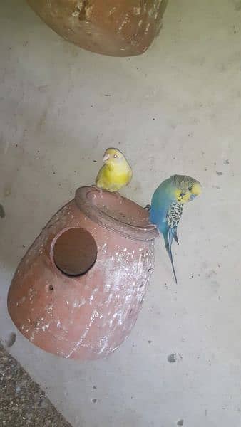 Australian parrot healthy and active king size all birds fellow spangl 18
