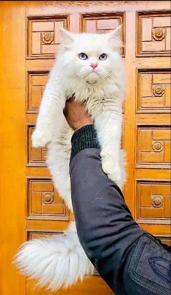 Persian Kitten | Punch face | Tripple coat | Cute cats | Doll face | 1