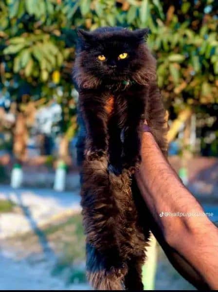 Persian Kitten | Punch face | Tripple coat | Cute cats | Doll face | 15