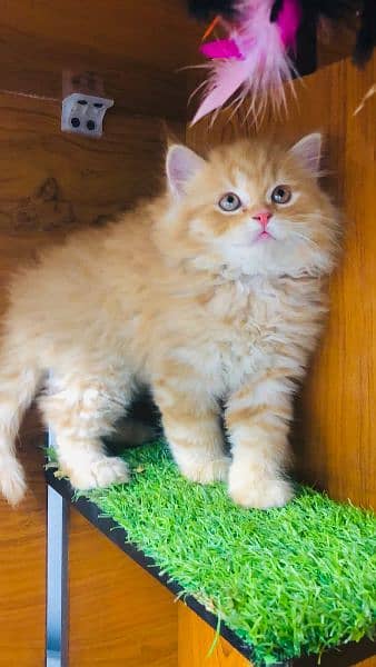 Persian Kitten | Punch face | Tripple coat | Cute cats | Doll face | 8