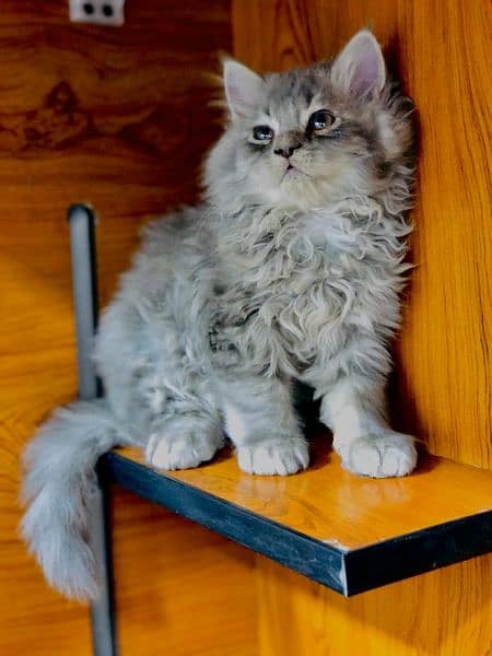 Persian Kitten | Punch face | Tripple coat | Cute cats | Doll face | 12
