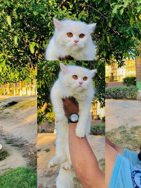 Persian Kitten | Punch face | Tripple coat | Cute cats | Doll face | 13