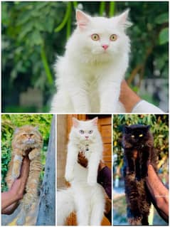 Persian punch face triple coated cat's and kitten's 0