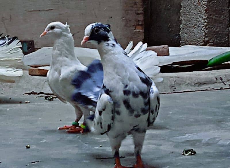 laka pigeons, kabotar 15