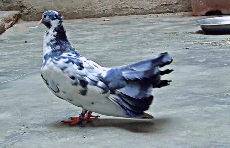 laka pigeons, kabotar 16