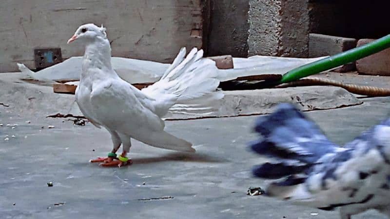 laka pigeons, kabotar 17