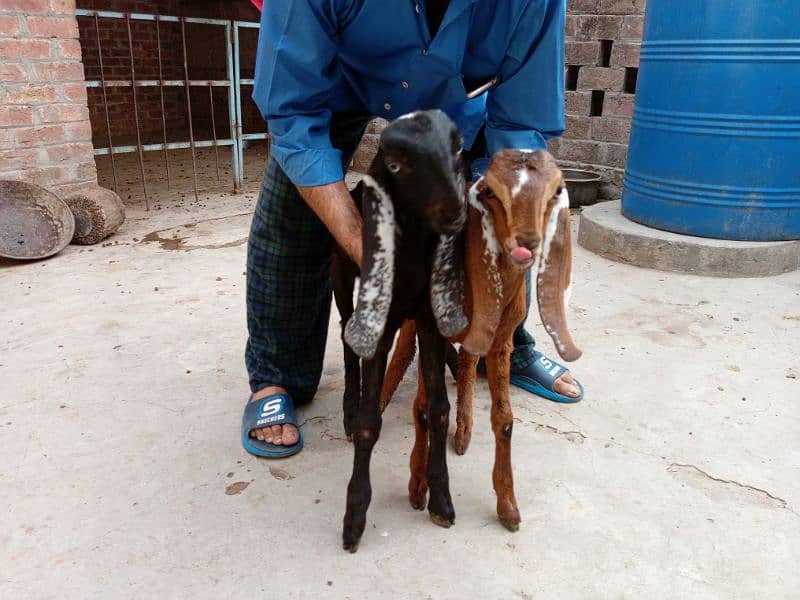 baby goats 1
