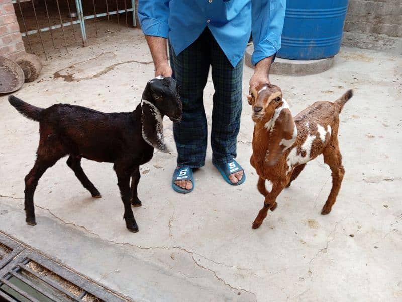 baby goats 3