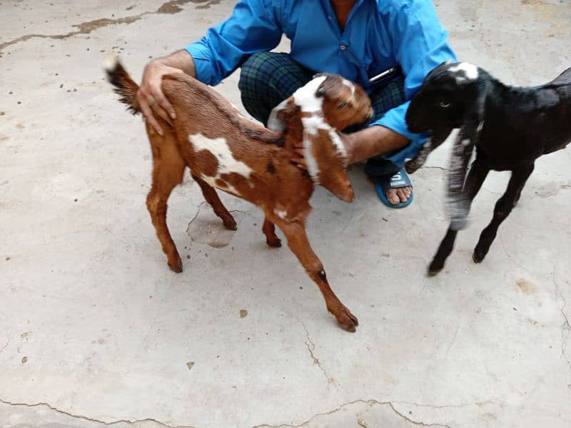 baby goats 5
