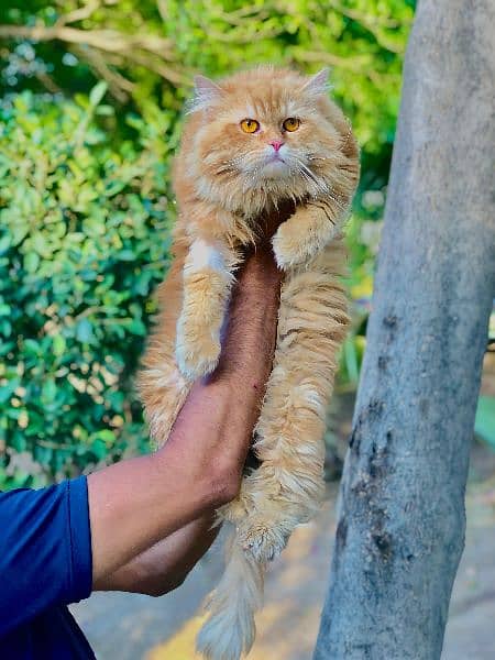 Persian punch face triple coated cat's and kitten's 9