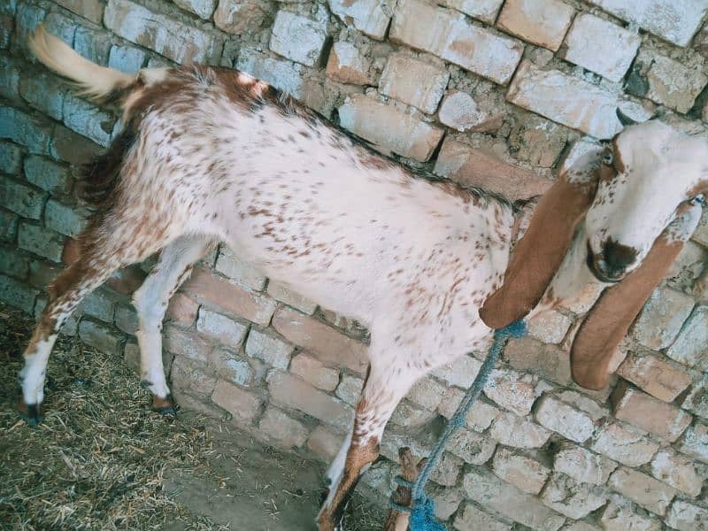 khali Bakri, goat, path 1