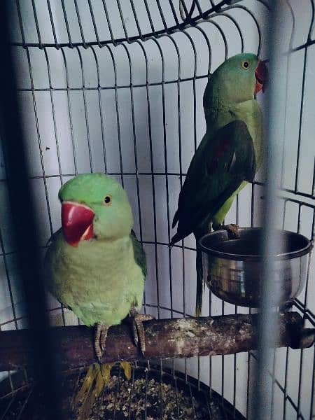 breader pair available 2
