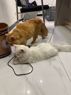 PAIR OF SEMI PUNCH FACE PERSIAN CATS WITH ACCESSORIES