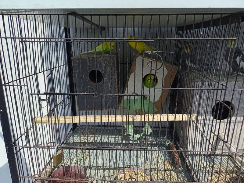 2 beautiful cage along with breeding birds for sales 1