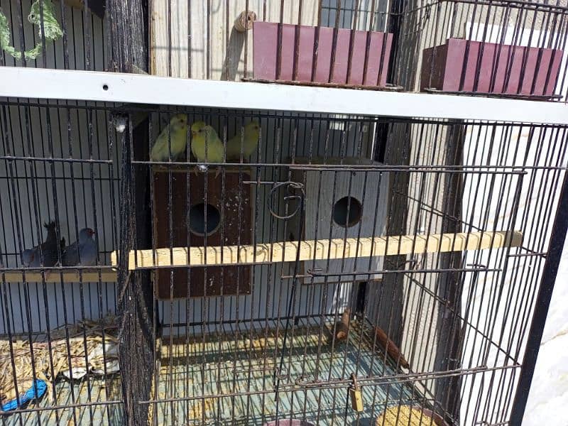2 beautiful cage along with breeding birds for sales 2