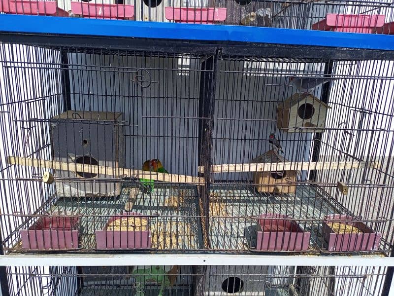 2 beautiful cage along with breeding birds for sales 3
