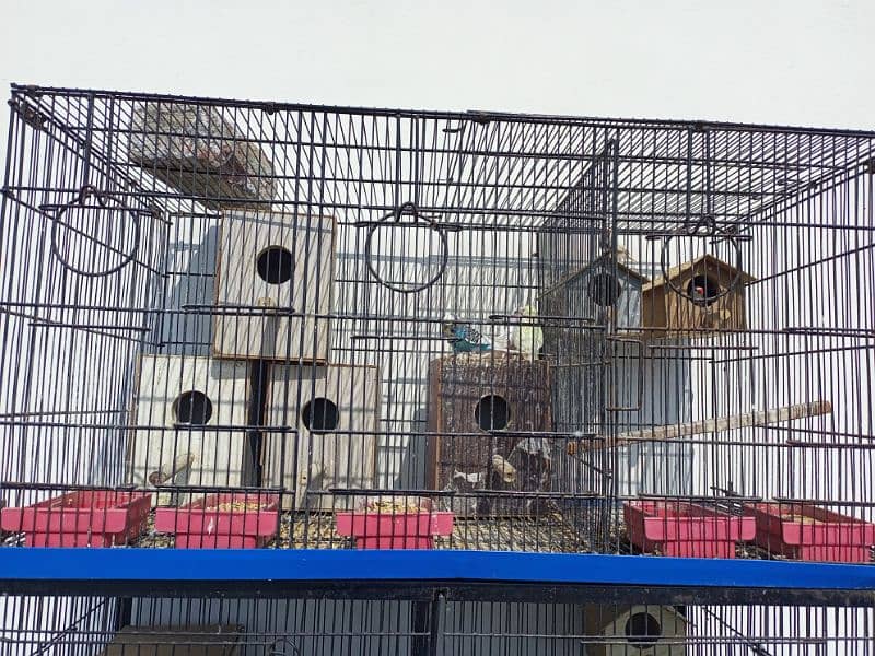 2 beautiful cage along with breeding birds for sales 4