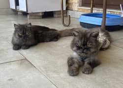 Breading pair of Persian Cats