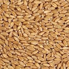 پنجابی گندم پشاورمیں برائے فروخت) Wheat For Immediate Sale in Peshawar