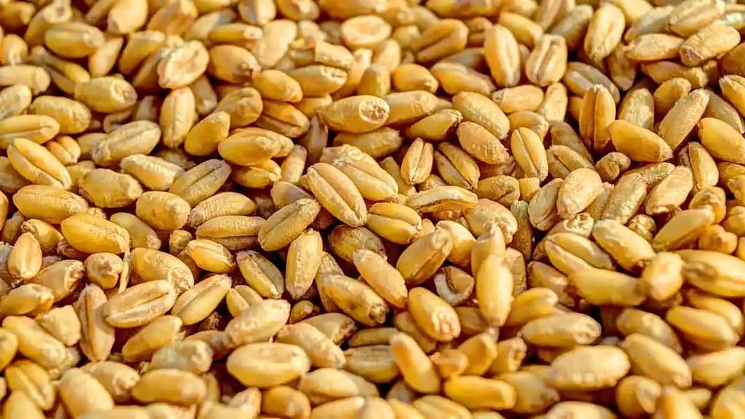 پنجابی گندم پشاورمیں برائے فروخت) Wheat For Immediate Sale in Peshawar 1