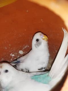 Pure White Australian parrots pair, Age:1 year with three eggs
