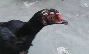 3 Aseel egg laying chickens