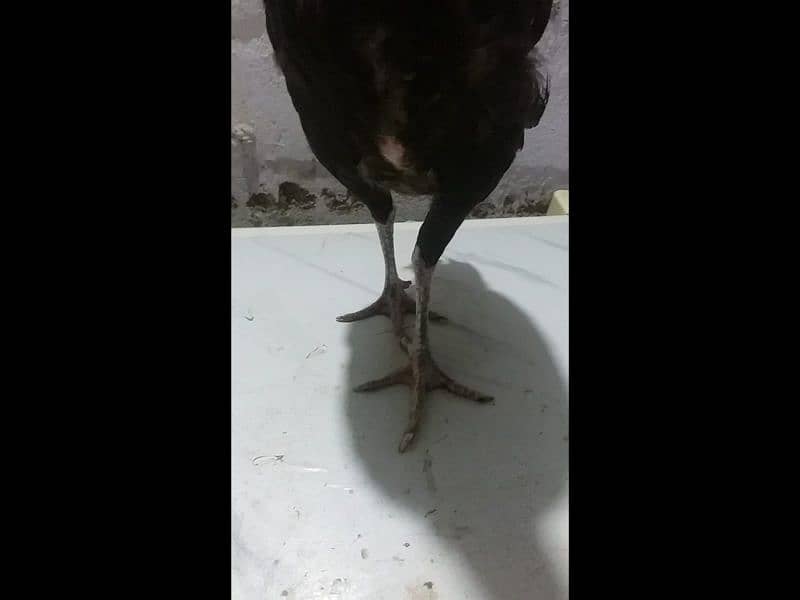 3 Aseel egg laying chickens 4