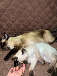 siamese kitten 1/2 months