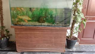 5 feet complete aquarium with 4 fishes