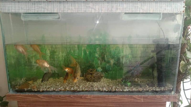 5 feet complete aquarium with 4 fishes 1
